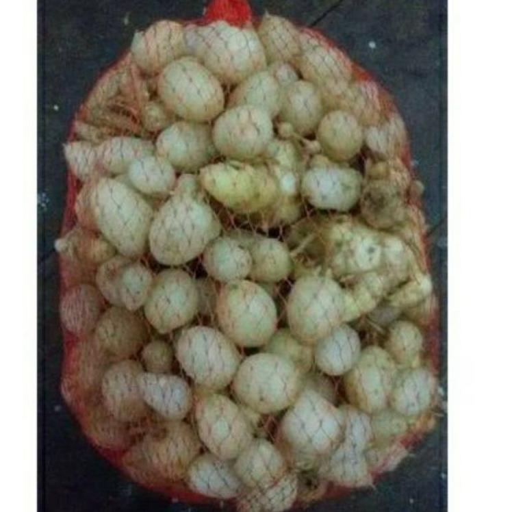 

Exklusif 1kg 1kilo 1000gr Kunyit Putih/kunir putih segar/buah/asli .,.,