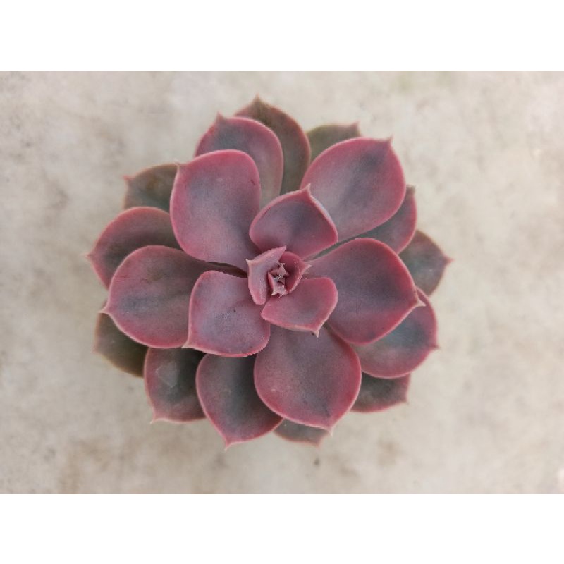Echeveria Perle Rainbow