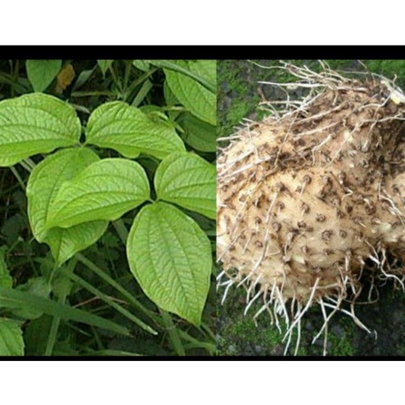 

UMBI GADUNG MENTAH SEGAR 1KG