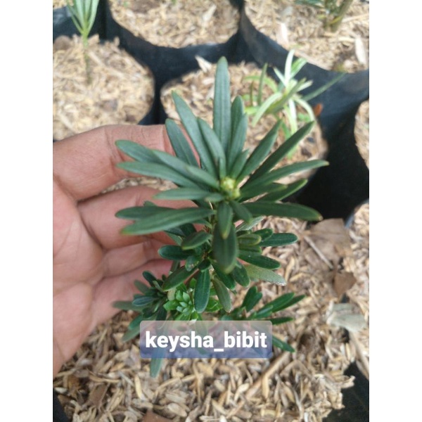 lohansung blue super mikro taiwan