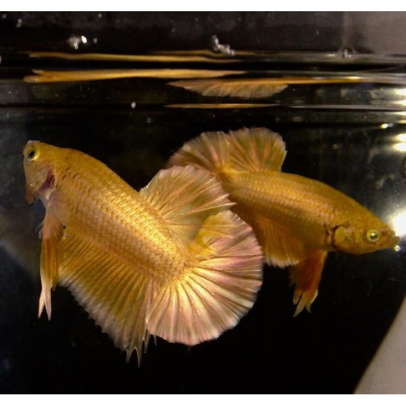 

ikan cupang plakat super gold