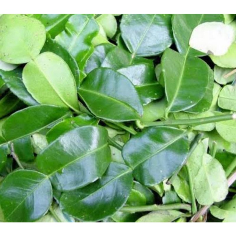 

Daun jeruk purut 50gr_100gr