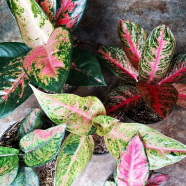 

Aglonema paket 5 jenis ukuran jumbo