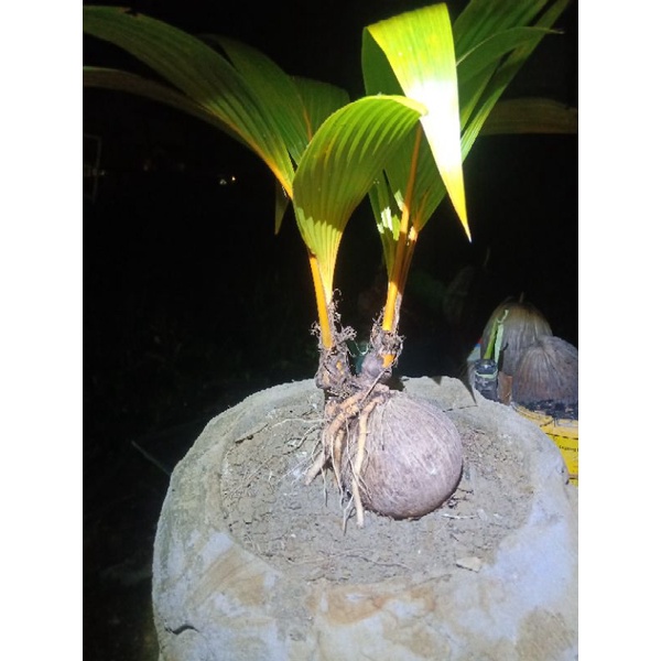 bonsai kelapa cabang 2 unik langka