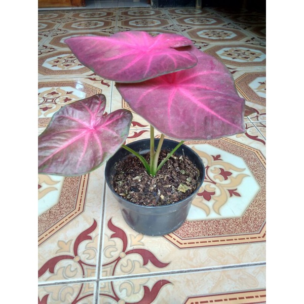 keladi pinky boy remaja