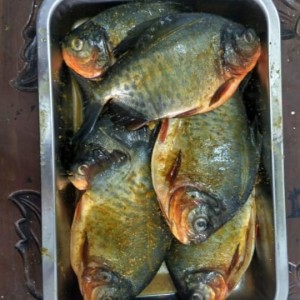 

ikan bawal segar bumbu kuning siap digoreng