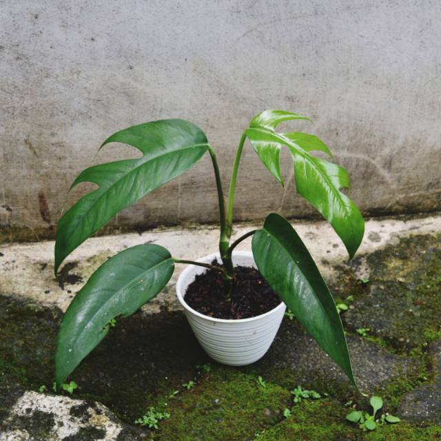 Monstera Epipremnum Pinnatum Philodendron Ekor Naga Murah Shopee Indonesia