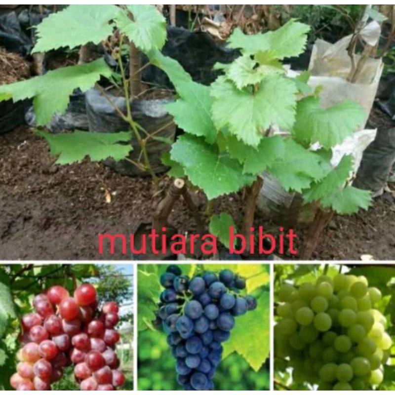 Paket murah bibit anggur  Isabella 3 Batang merah hitam hijau