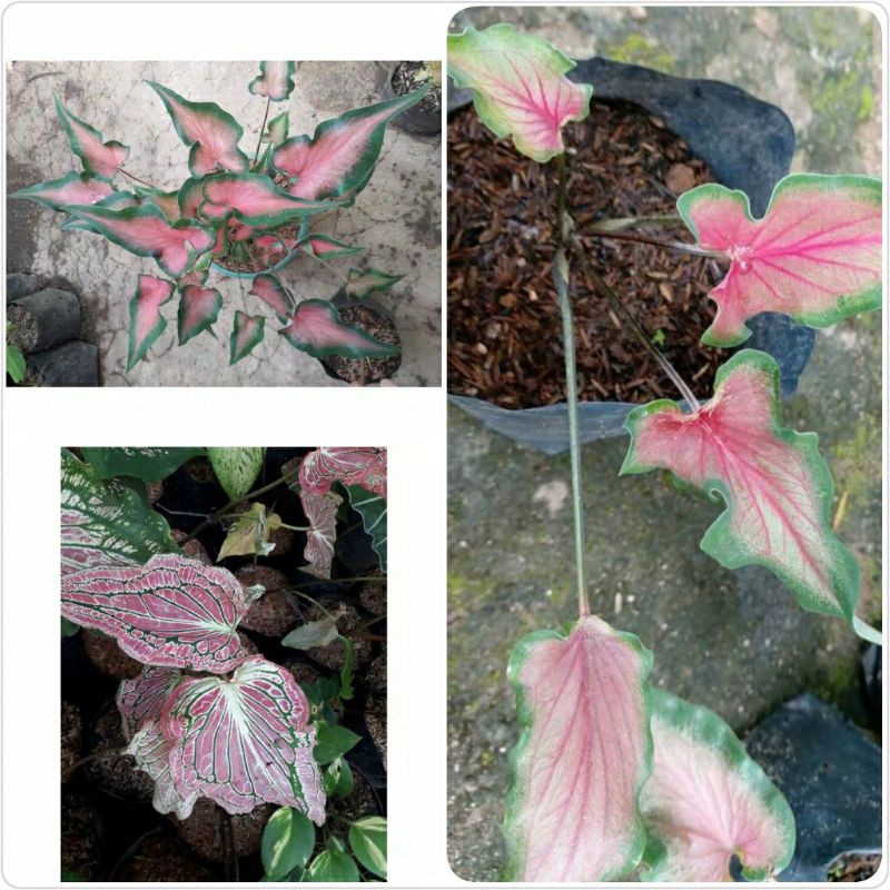 PAKET 3 KELADI CANTIK