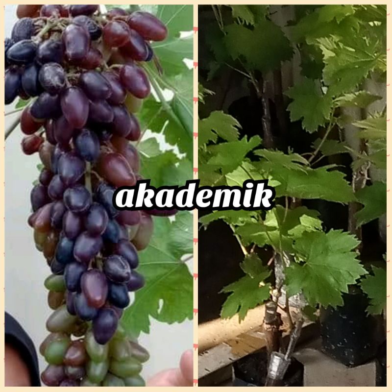 bibit anggur akademik import