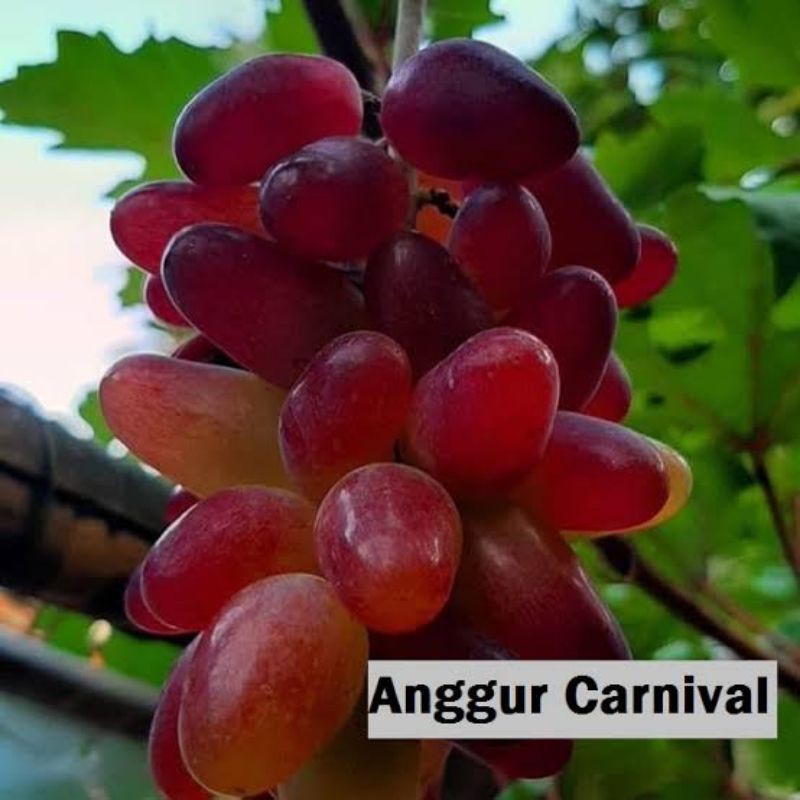 BIBIT ANGGUR IMPORT CARNIVAL