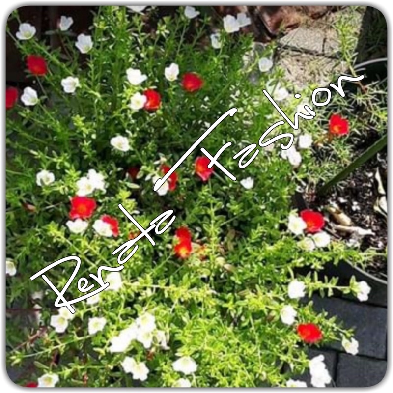 Bibit Krokot selapis Duna Red & White