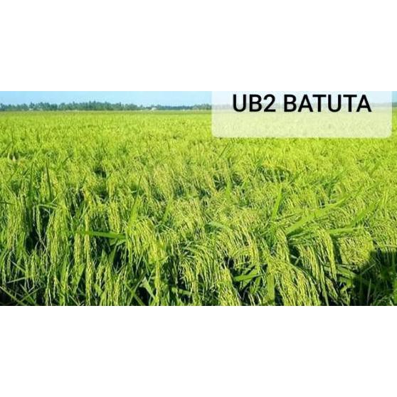 *Laku Keras Benih Padi UB 2 Batuta Lokal Aceh ,.,.,.,,