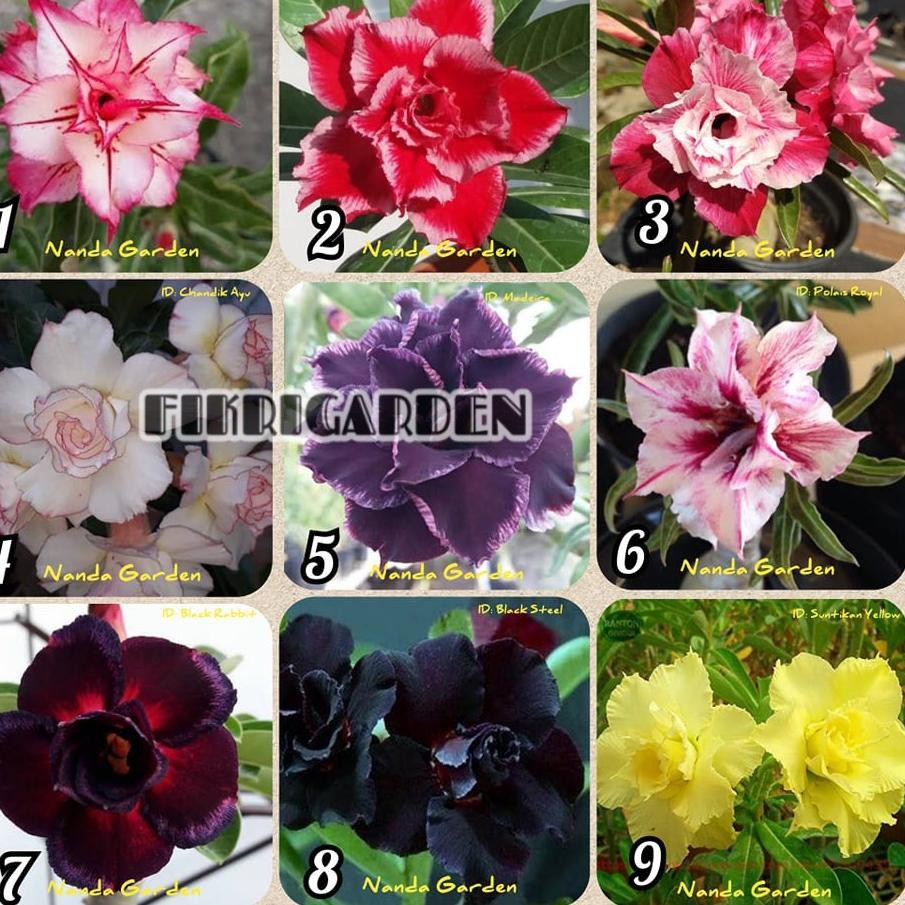 

9 paket bibit adenium /kemboja jpang super