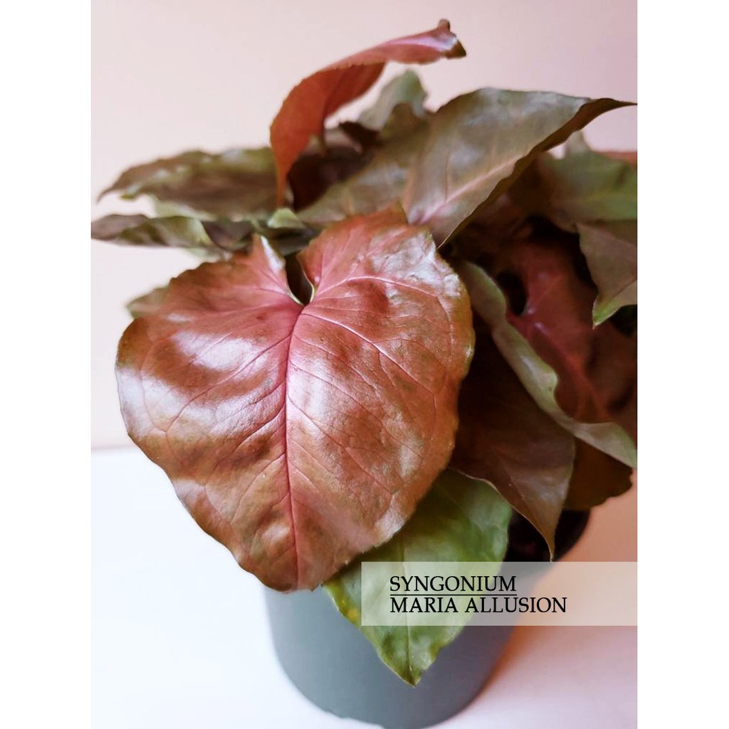 Syngonium Maria Alussion / Syngo Maria