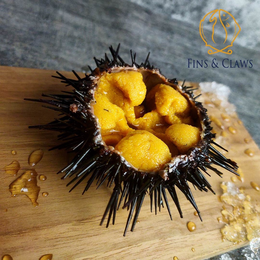 

Sea Urchin - Uni Karatsuki