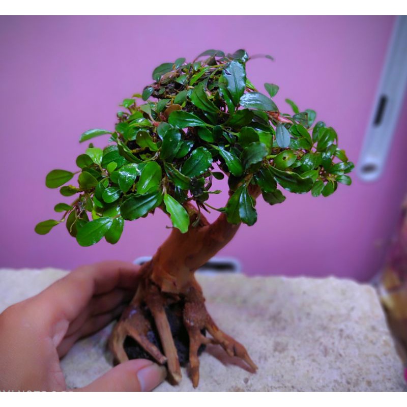 bonsai aquascape, pake buce mini