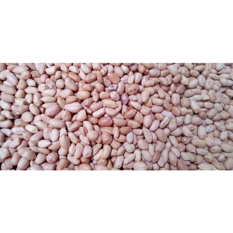 

kacang tanah 1 kg