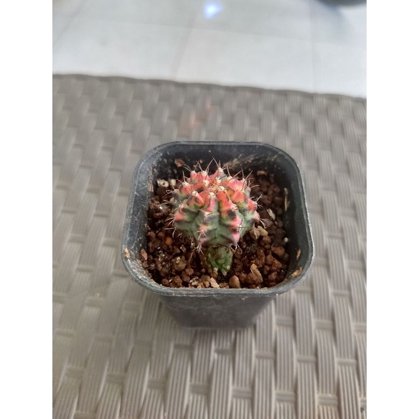 Kaktus Gymno Multicolour Ownroot