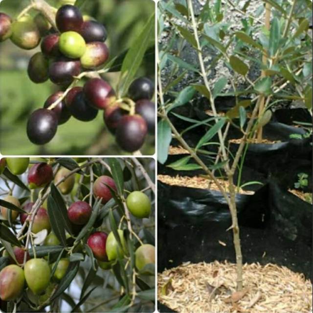 

Bibit buah zaitun Super _bibit buah