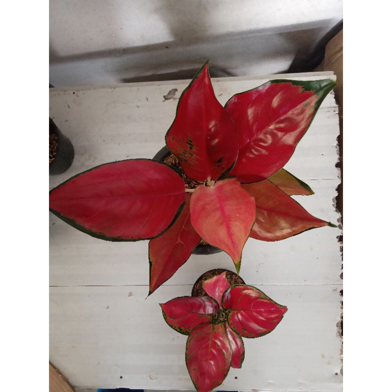 aglonema suksom kultur & red anjamani