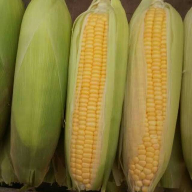 

Jagung manis