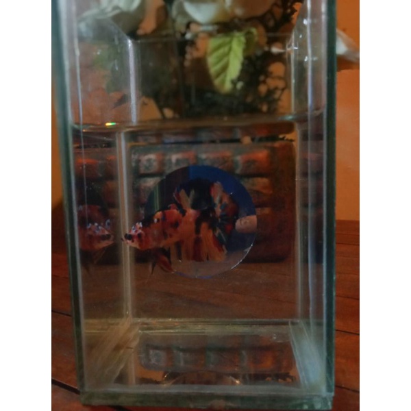 ikan cupang Giant nemo galaxy