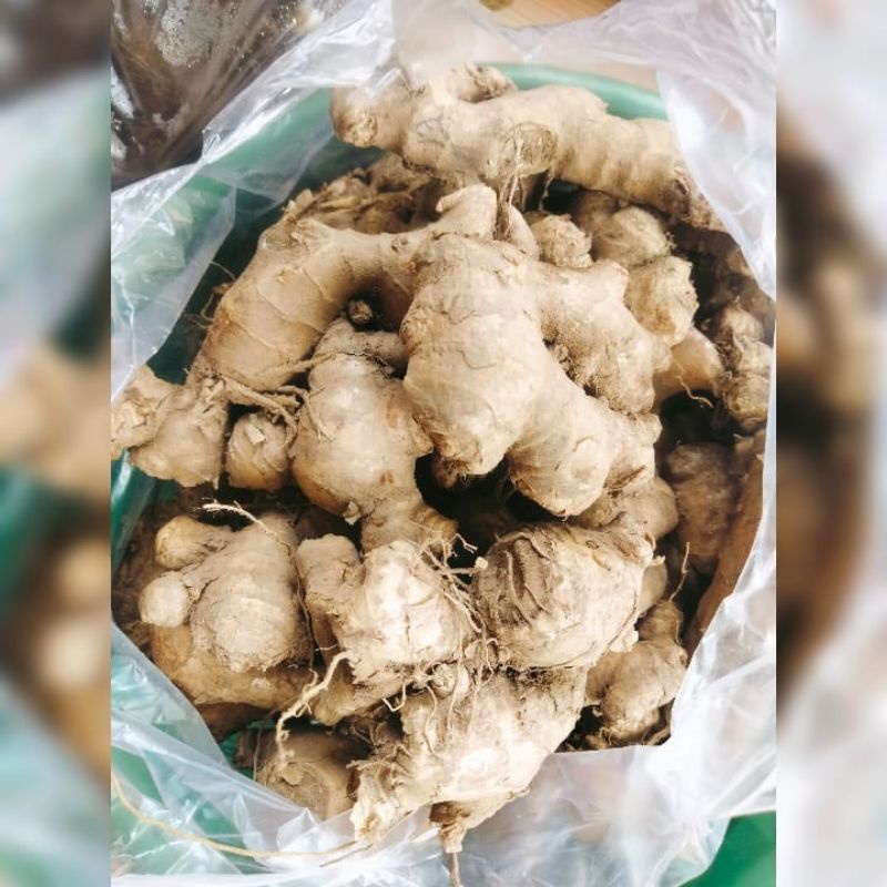 

JAHE KERBOU JAHE BESAR JUAL 1/2 Kg