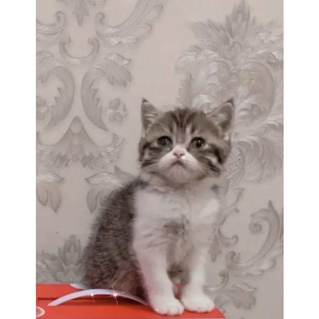 Kucing british short hair tabby