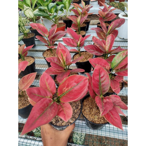 AGLONEMA AYUNINDI TERMURAH/AGLONEMA TERMURAH/AGLONEMA AYUNINDI REMAJA/AGLONEMA/AGLONEMA MURAH