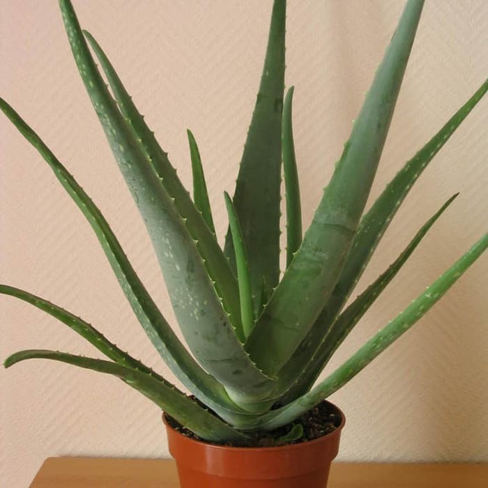 Tanaman Hias Bunga Lidah Buaya murah - aloe vera