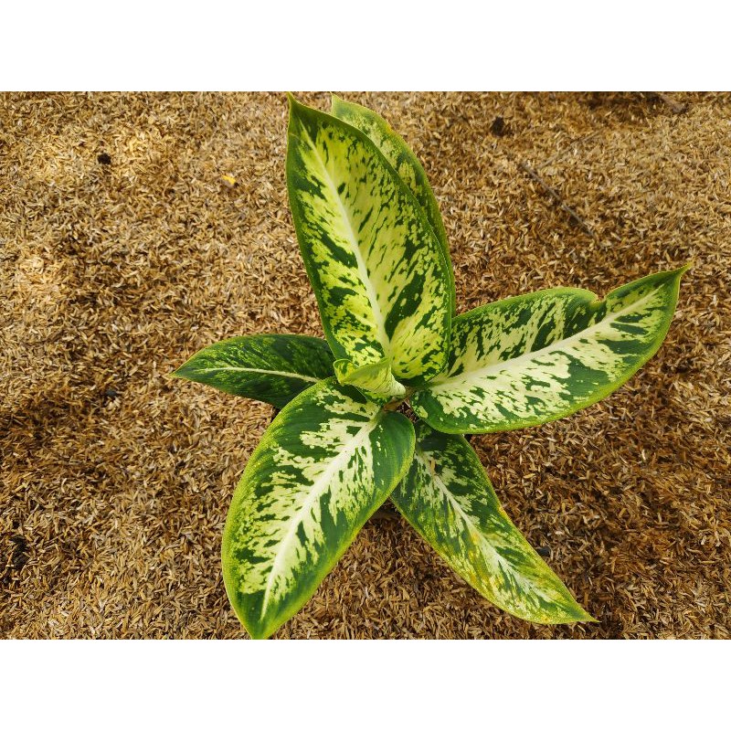 Aglonema Diven Candi murah / Aglaonema Diven Brazil
