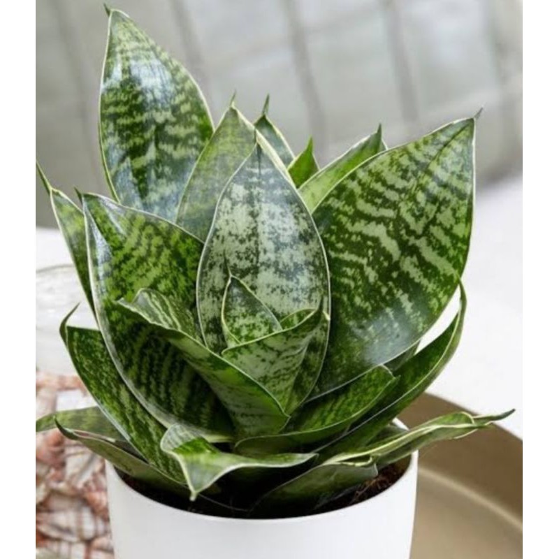 tanaman hias sansivera mini hijau-tanaman lidah mertua mini-lidah mertua mini