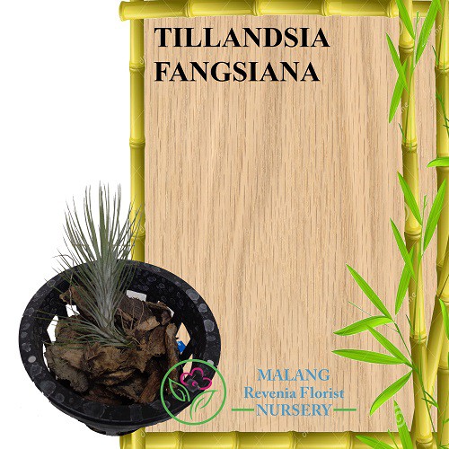 Tanaman Tillandsia Fangsiana