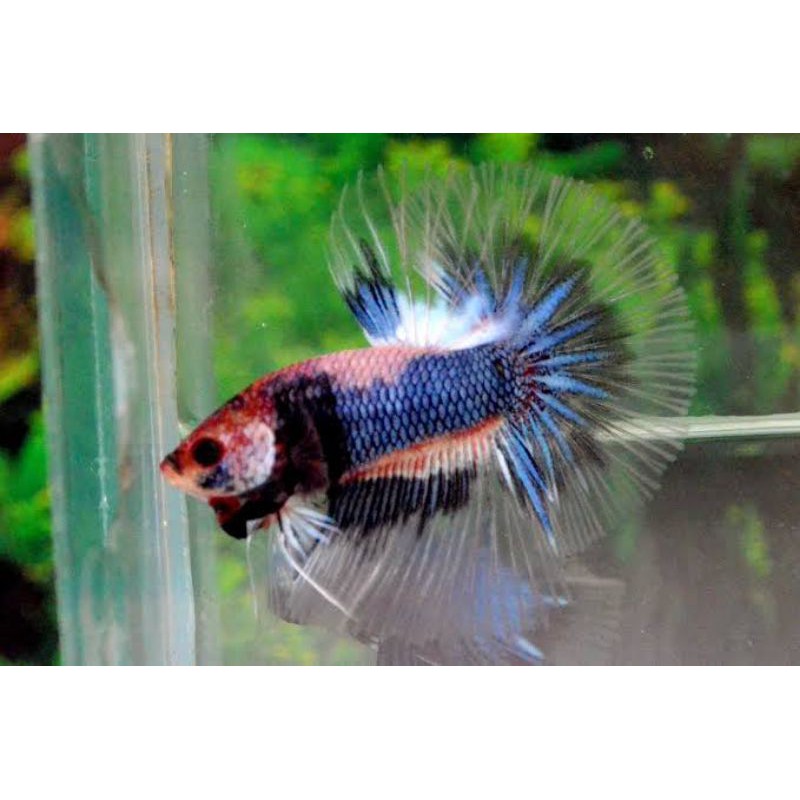 IKAN CUPANG HALFMOON FANCY ukuran S+