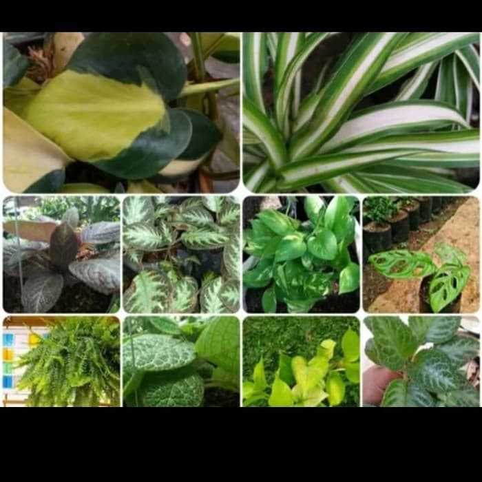 tanaman hias pot gantung paket 10 jenis tanaman