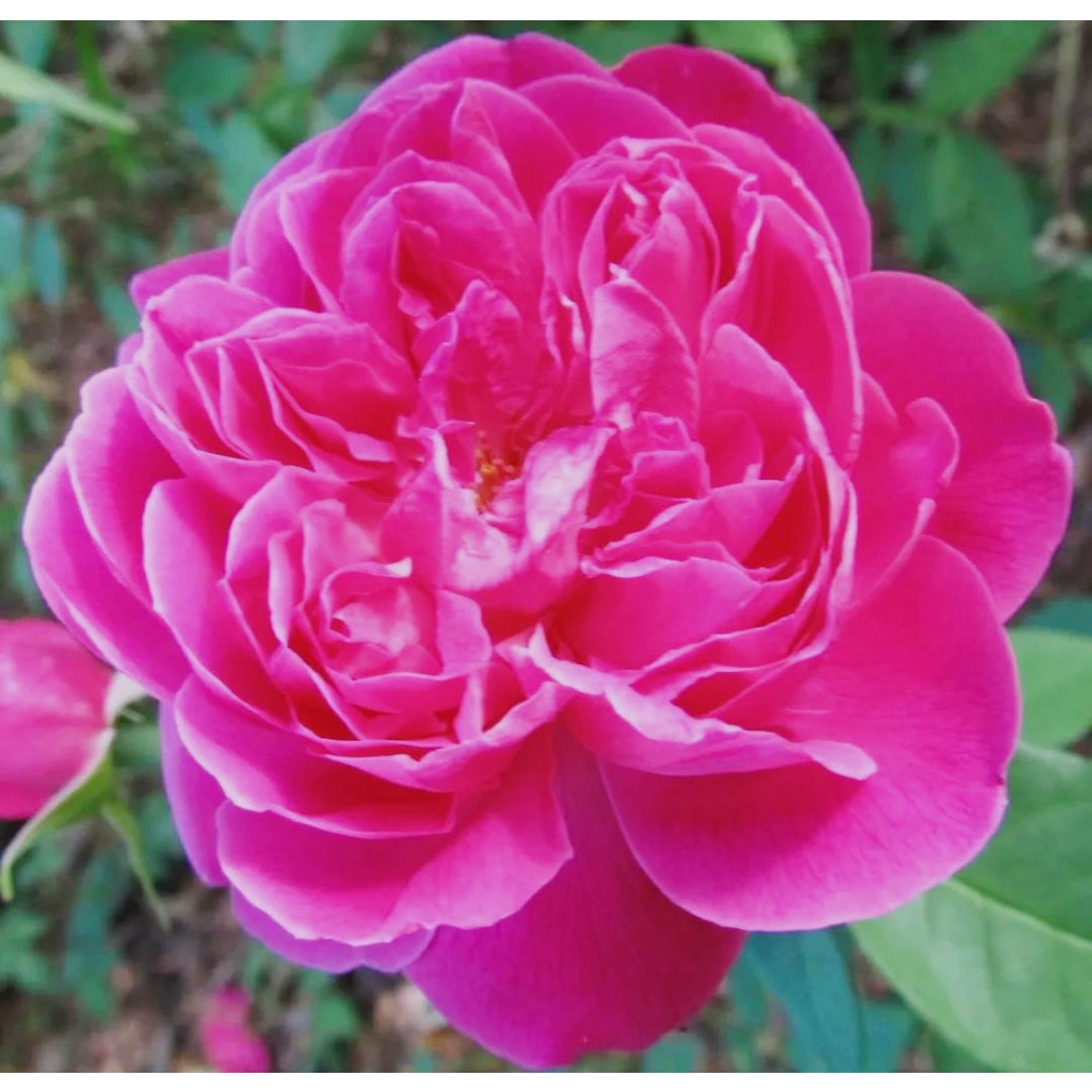 tanaman hias bunga mawar import magie rose wangi