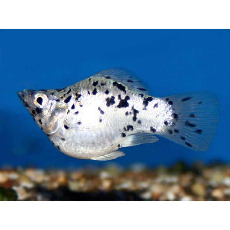 Ikan Hias Molly Marble Balon