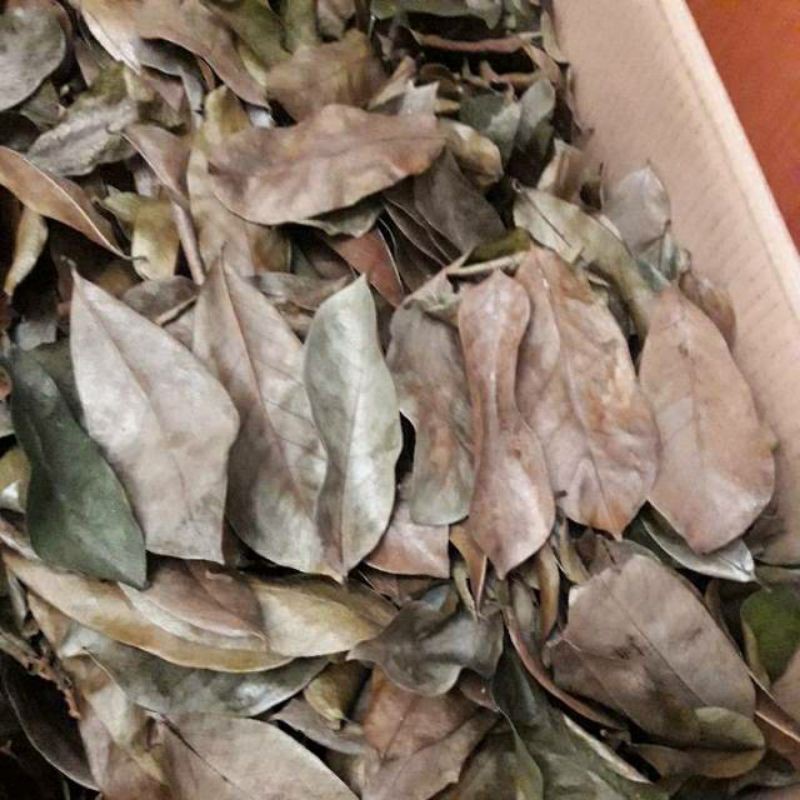 

Daun Sirsak Kering Obat Herbal Rempah Alami Annona Muricata