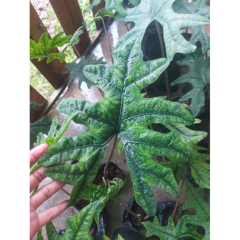 Alocasia Jacklyn Dewasa+surat karantina