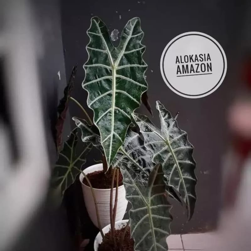 Tanaman Hias Keladi Amazon - Alocasia Amazon