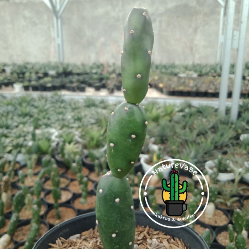 KAKTUS SUKULEN opuntia canterae