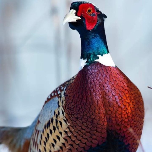 TELUR AYAM HIAS RINGNECK PHEASANT JENIS GREEN UNTUK DITETASKAN FERTIL ASLI