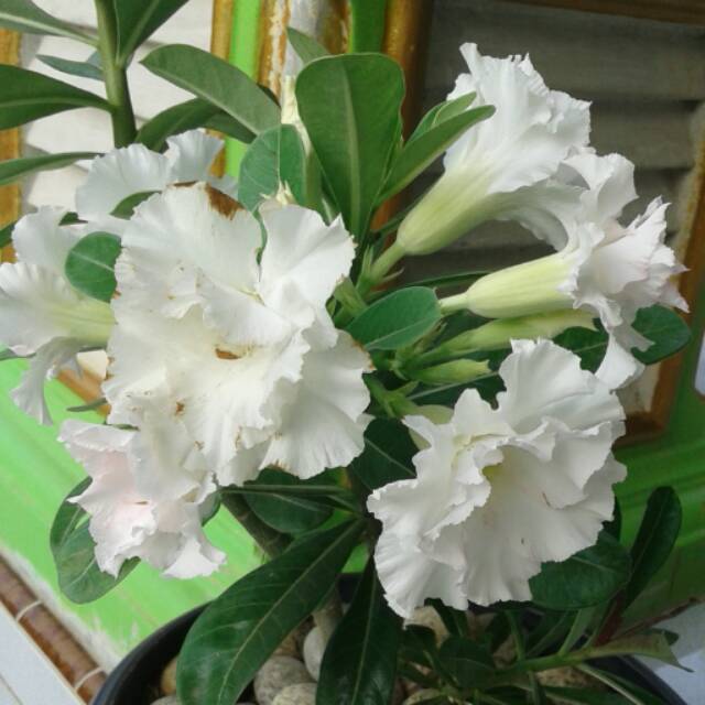 Bibit bunga kamboja jepang putih-0