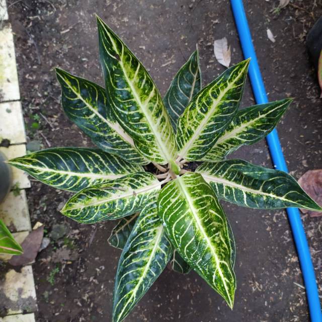 Bonggolan Aglonema White Pride Of Sumatra