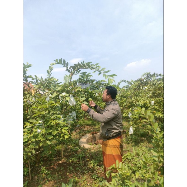 

jambu kristal