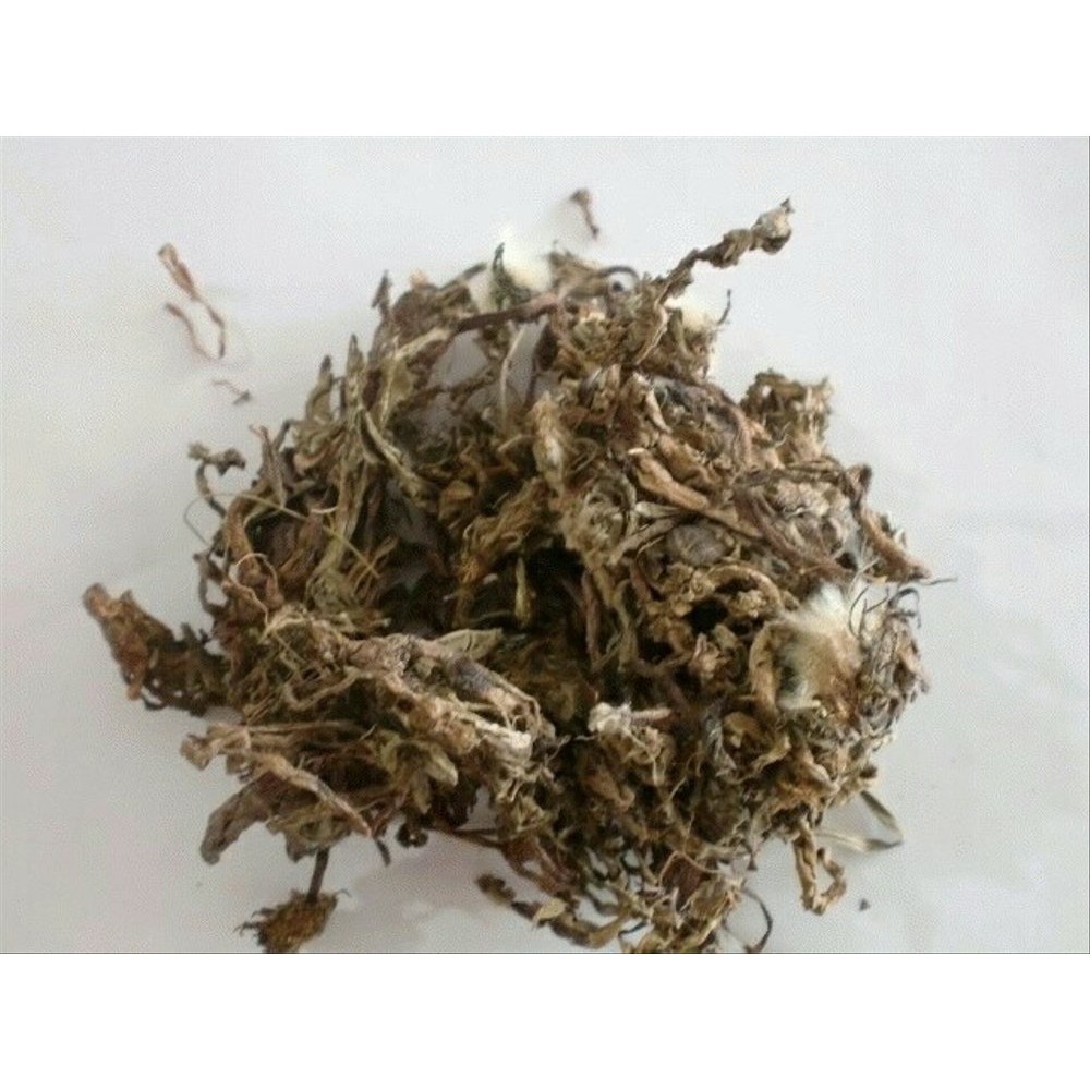 Teh Dandelion Herbal Tea Diuretik Ginjal Liver Pelangsing Pu Gong Ying -100gr