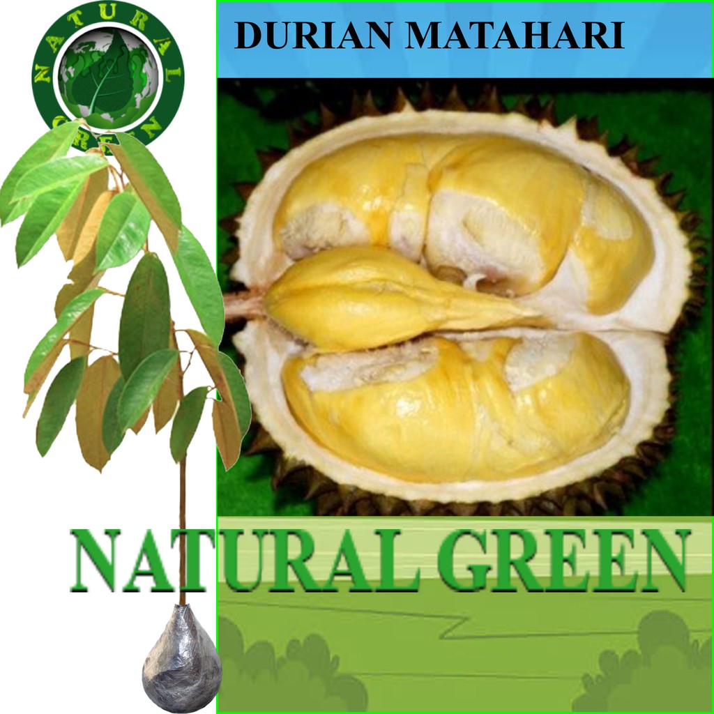 Download 55 Koleksi Gambar Durian Matahari Keren Gratis HD