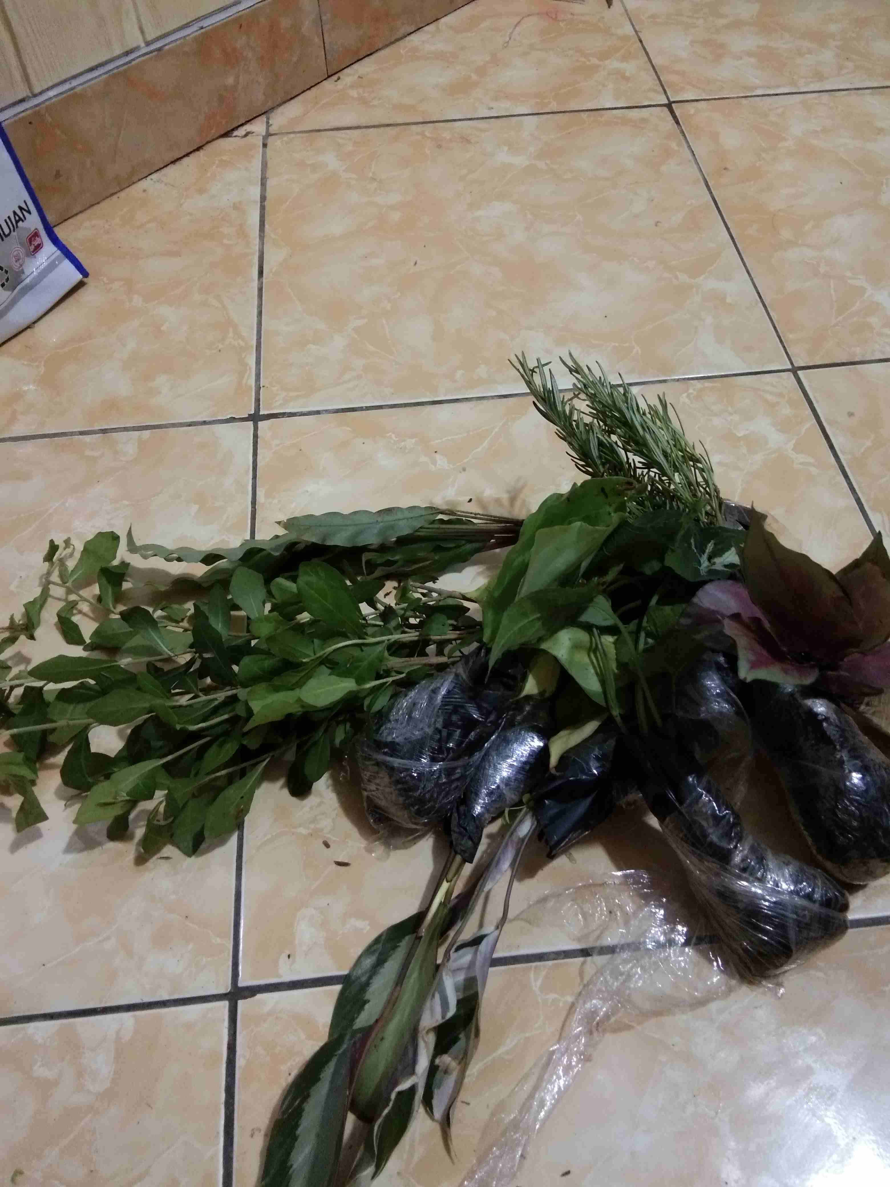 Tanaman Hias Calathea Fusion - Maranta Tisu- Meranti Kapas