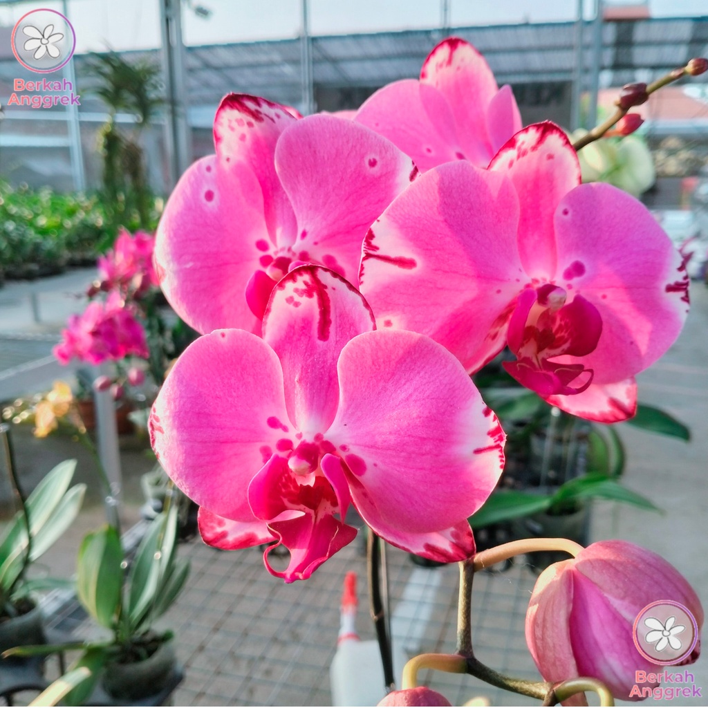 Anggrek Bulan Angbul Premium Kondisi Bunga Knop
